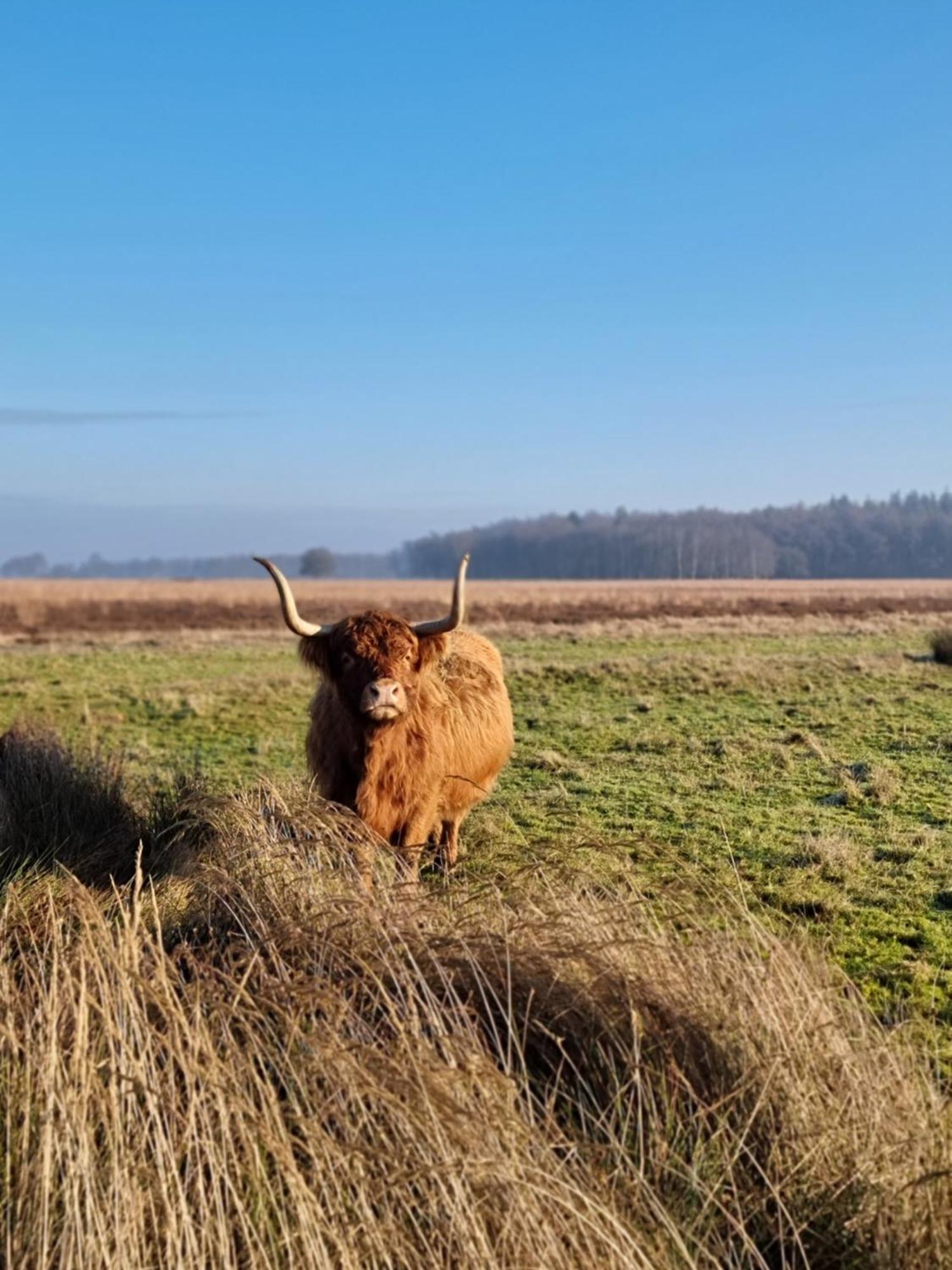 De Schotse Hooglander Bed & Breakfast Smilde ภายนอก รูปภาพ